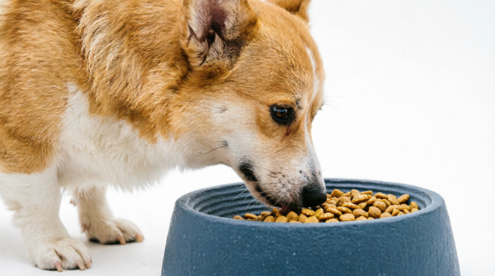 Pawpellea slow feeder dog bowl for small and medium dogs